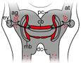 2016_Schumann_et_al