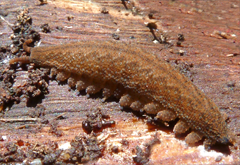 Ooperipatus hispidus