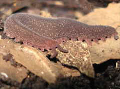 Epiperipatus adenocryptus