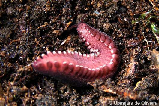 Epiperipatus acacioi