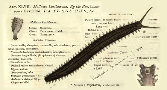 Guilding 1826