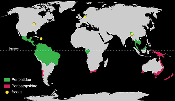 Onychophoran distribution