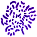 Karyotype analyses